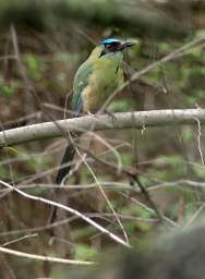Blue Crowned Motmot