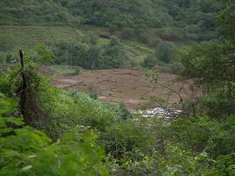 Urraca Macara Rice Fields