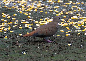 Ecuadorian Ground Dove