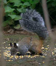 Urraca Guayaquil Squirrel