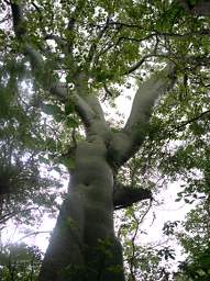 Urraca Ceiba