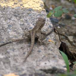 Macara Lizard
