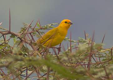 Saffron Finch