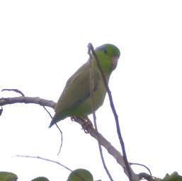 Cobalt Winged Parakeet