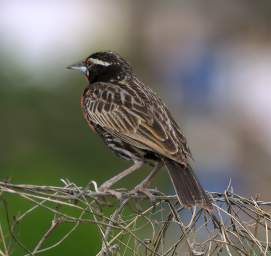 Peruvian Meadowlark