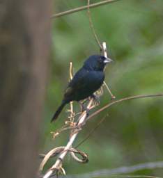 Blue Black Grassquit
