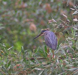 Striated Heron
