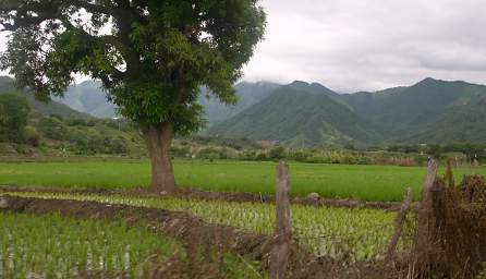 Macara Rice Fields