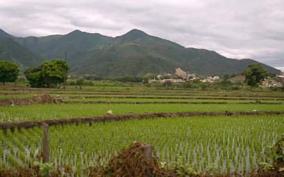 Macara Rice Fields