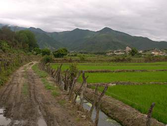 Macara Rice Fields