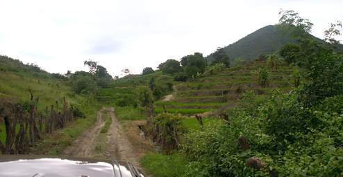 Macara Rice Fields