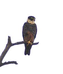 Bat Falcon