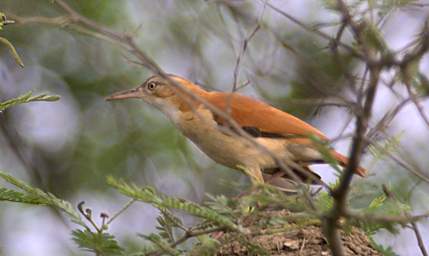 Pacific Hornero