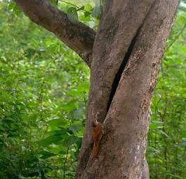 Streak Headed Woodcreeper