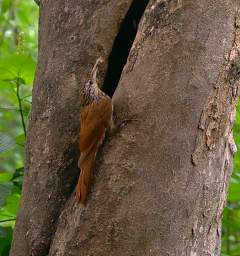 Streak Headed Woodcreeper