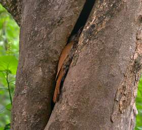 Streak Headed Woodcreeper