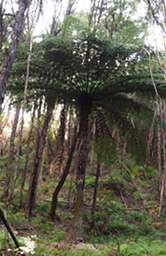 Abel Tas Tree Fern
