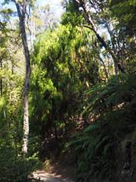 Abel Tas Tree Rimu
