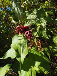 Abel Tas Shrub Xxx Red Flower