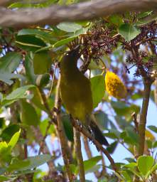 Abel Tas Bird Bellbird Korimako Anthornis Melanura