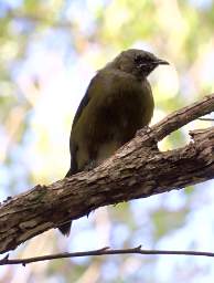 Abel Tas Bird Bellbird Korimako Anthornis Melanura
