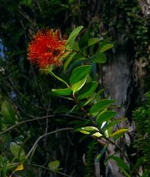 Abel Tas Golden Bay Flower Xxx Rata