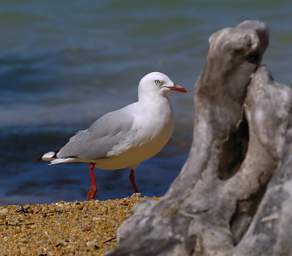 Abel Tas Bird Red Billed Gull Larus Novaeholiandiae Scopulinus