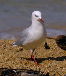 Abel Tas Bird Red Billed Gull Larus Novaeholiandiae Scopulinus
