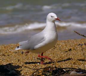 Abel Tas Bird Red Billed Gull Larus Novaeholiandiae Scopulinus