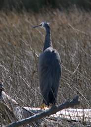 Abel Tas Golden Bay Bird White Faced Heron Ardea Novaehollandiae