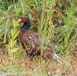 Whanganui R Bird Pheasant Phasianus Colchicus