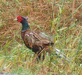 Whanganui R Bird Pheasant Phasianus Colchicus