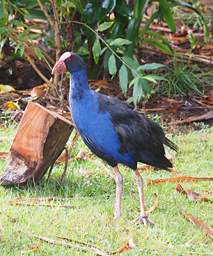 Whanganui R Bird Pukeko Porphyrio Melanotus
