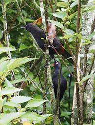 Whanganui R Bird Saddleback Philesturnus Corunculatus