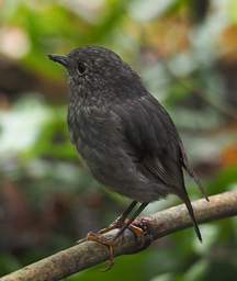 Whanganui R Bird North Is Robin Petroica Australis Longipes