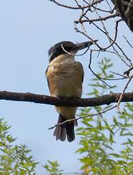 Whanganui R Bird New Zealand Kingfisher Halcyon Sancta Vagans