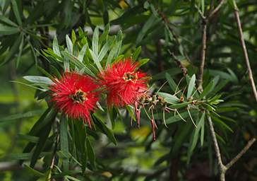 Whanganui R Flower Rata