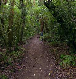 Whanganui R Bushy Park