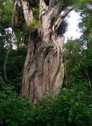 Whanganui R Bushy Park Tree Northern Rata Metrosiderous Robusta