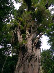 Whanganui R Bushy Park Tree Northern Rata Metrosiderous Robusta