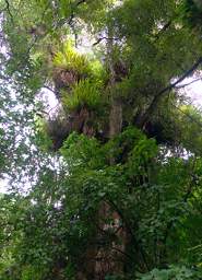 Whanganui R Bushy Park Tree Northern Rata Metrosiderous Robusta