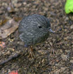 Whanganui R Bushy Park Bird Robin Petroica Australis