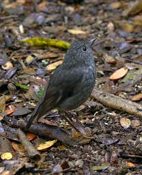 Whanganui R Bushy Park Bird Robin Petroica Australis