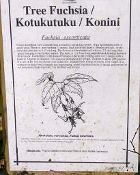 Whanganui R Bushy Park Fuchsia Sign