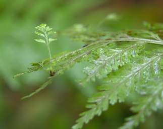Whanganui R Bushy Park Fern Hen Chickens