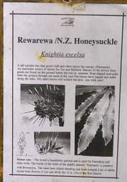 Whanganui R Bushy Park NZHoneysuckle Rewarewa Sign
