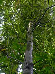 Whanganui R Bushy Park NZHoneysuckle Rewarewa Knightia Excelsa