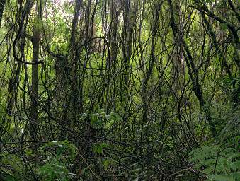 Whanganui R Bushy Park Supplejack Kareao Ripogonum Scandens