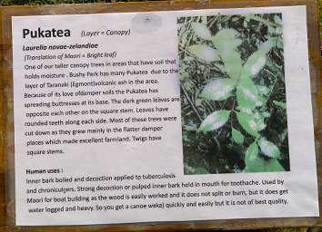 Whanganui R Bushy Park Pukatea Sign