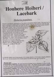 Whanganui R Bushy Park Lacebark Houhere Sign